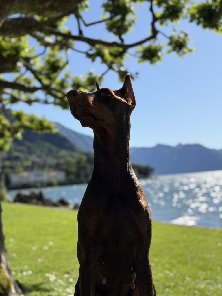 Dama, the Doberman who inspired the clinic, by an Italian lake